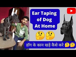 Dog Ear Taping At Home || Great Dane Ear Taping || Easy Way To Ear Posting of Great Dane
