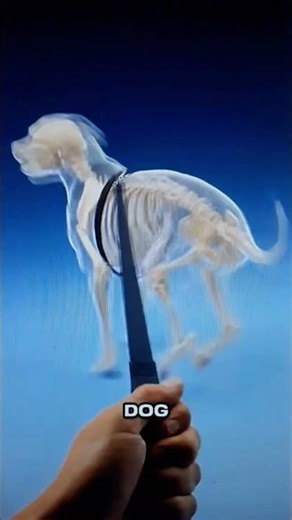 RAW Meat Diet Turned My Dog Into A Beast #dogtraining #muscleup #rawfood