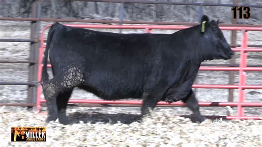 Lot 113: Miller Angus Farms - Top Tier Bull & Female Sale