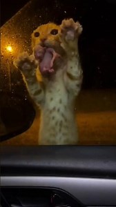 We must be brave in all situations and help, and I learned this from my mother cat.