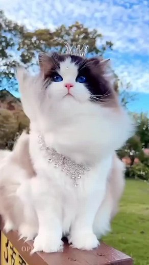 mamone (@mamone775)’s videos with original sound - 💥ᴠᴏɪᴄᴇ ᴏғ sᴜᴊᴏɴ💥