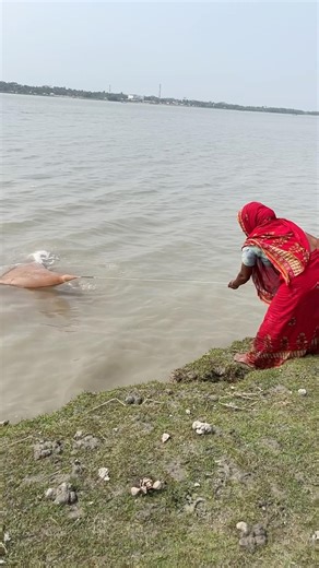woman catch a big fish by castnet fishing #village #fishing #fishinglife #fish