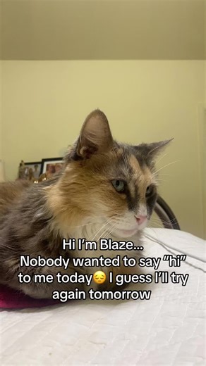 Blaze the Cat's Heartwarming Attempt to Make Friends