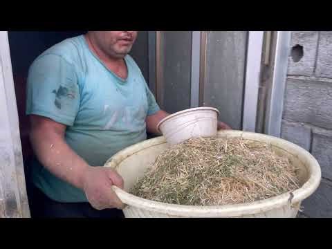 How a farmer prepares cow feed: From the preparation steps to essential livestock nutrition tips