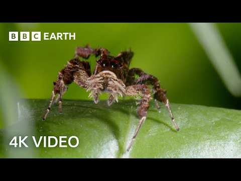 Nature's Most Unique Hunters Narrated by Sir David Attenborough | 4K UHD | BBC Earth