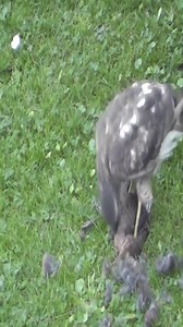 52K views · 408 reactions | Female Sparrowhawk hunting bird | God Love | Facebook