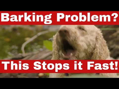 How to Stop Dogs from Barking Fast – Proven Methods!