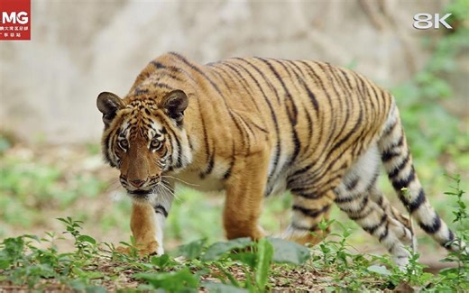 【8K】这可能是全网最清晰的老虎视频了
