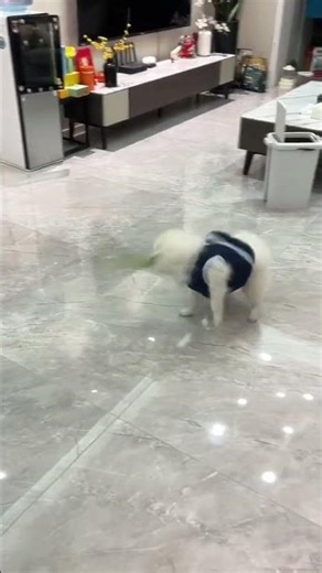 Anjing Lucu Bikin Ngakak