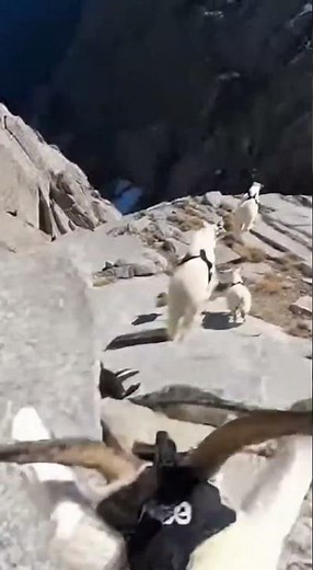 POV: Chasing Mountain Goats Down a Vertical Mountain