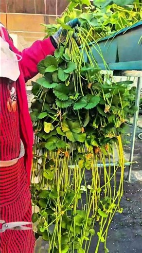 Advanced Strawberry Runner Management and Care in Greenhouse Environments. #agriculture #farming