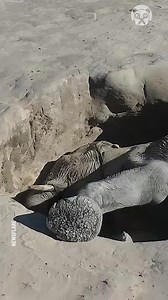 9.7K views · 25 reactions | Baby elephant rescued after getting stuck in a hole | Handy Panda | Facebook