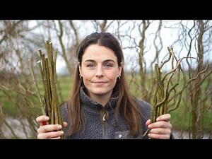 Can Willow Fix My Farm's Problems?