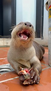 8K views · 87 reactions | Otter eating sweberry #cute #animals #funny #otters | Otter | Facebook