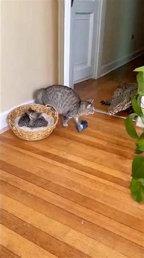 Brave Mother Cat vs Giant Lizard🐱🦎 | Epic 4K Fight to Protect Her Kittens #wildlife #야생동물 #생존 #viral