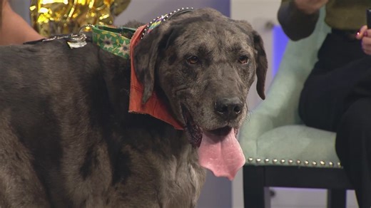 Petline9: Gunther is a sweet boy who needs a forever home