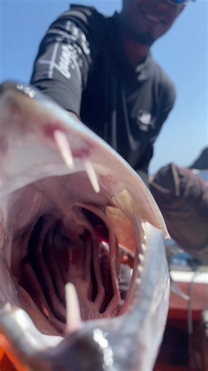 Una de las mordidas más potentes de todo el ecosistema marino 🛟⚔️🌊 como le dicen en tu zona #Picua o #barracuda ?? #choroni #pescaartesanal #venezuela🇻🇪