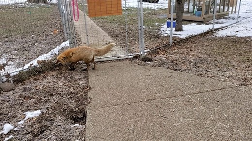 Hilarious fox laughs when petted.