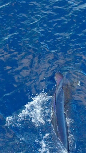 11K views · 5K reactions | Leg 2 Azores, nice one on the pitch. Bad Company world tour. 2023. Video and narrative by @capt_alexjf | Bad Company Fishing Adventures | Facebook