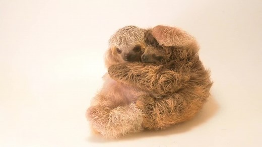 161K views · 5.9K reactions | Two juvenile brown-throated sloths hug each other during a Photo Ark shoot at Toucan Rescue Ranch. Even if they aren’t related, orphaned baby sloths like these two are kept together in pairs to comfort each other after losing their mothers. #sloths #babies #orphan #wildlife #animals #hug #hugging #cute #video #PhotoArk | Joel Sartore, Photographer | Facebook