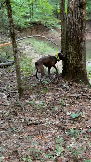 Richard Cook on Reels