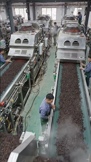 How Black Tea Is Made | From Tea Leaves to Tea Bags | Complete Factory Documentary