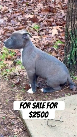 Male blue nose pitbull puppy #pitbullpuppy #bluenose #blueeyes #americanbully #puppyvideos #pitbull