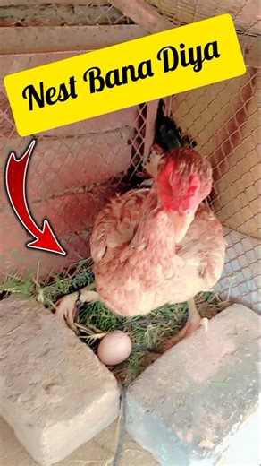 Mini Vlog 😄| How to Create A Birds nest at home | pets mini Vlog #minivlog #birdsnest #shortvideo