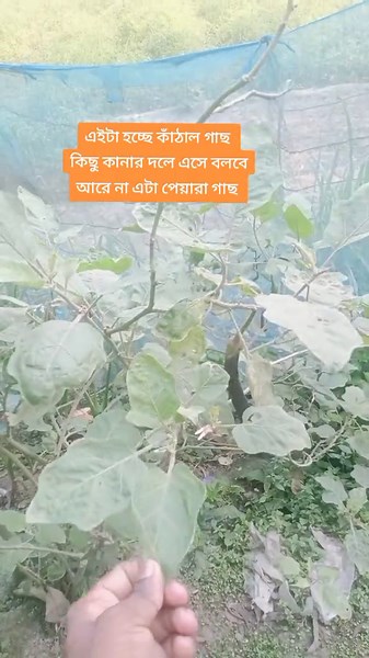 Jobair Ahem (@jobair.ahem)’s videos with original sound - Rahim_1_4_3