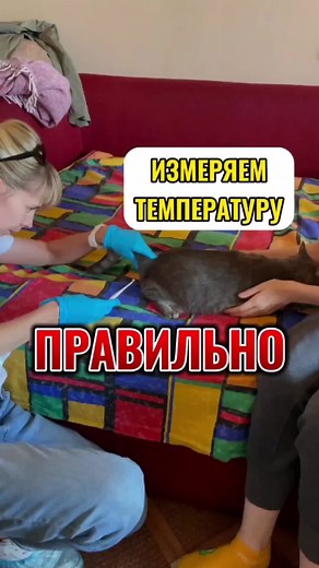 Как правильно измерить температуру у кошки и собаки?