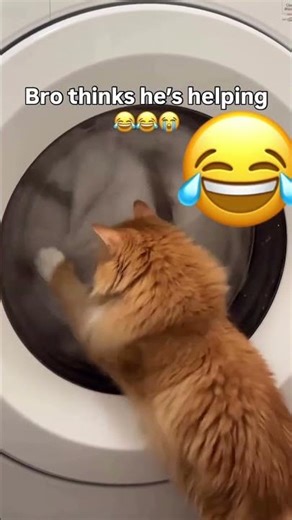 Cat with the washing machine ￼