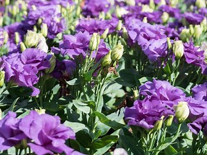 How To Grow And Care For Lisianthus In Australia - Bunnings Australia