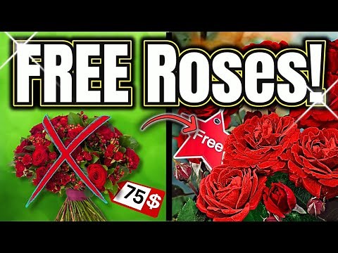 Never Buy Roses Again: DIY Cuttings Guide!