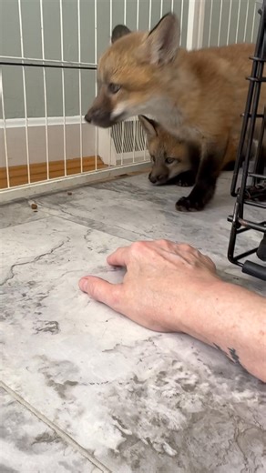 This is not the first time I've trained a fox kit (it's the SECOND!) but it IS the first time I have worked with two at one time, and it is definitely challenging! They compete for the chicken I'm using to treat them, and sometimes it gets ugly. The female (I don't have a name for her yet) is dominant and tends to get most of the chicken. The male (I'm going with Caleb) is more laid back and timid. They will both approach me to accept chicken, and I'm basically just spending a lot of time in the