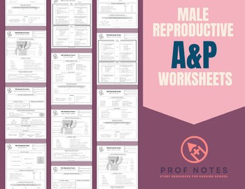 Male Reproductive System Worksheets   Answer Key | A&P | Mini-Series