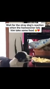 Dogs can feel pure joy and often show it by wagging their tails, spinning in circles, jumping, or even doing zoomies when they see someone they love—it’s their way of saying “I missed you Share and follow if you like dogs videos Credit unknown Please DM us for credit #dog #doglover #cutedog #happydog #food #foodtime #emtionaldog #dogzoomies #straydogs | My Floofy