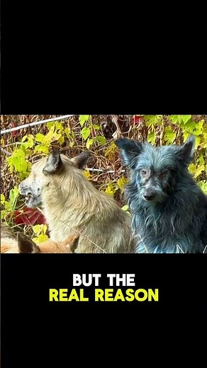Blue Dogs of Chernobyl