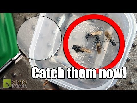 What Queen Ants To Look Out For Right Now (May 30th, 2018)