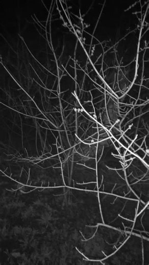 Night vision camera in Blackview smartphone