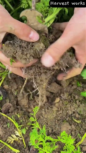 🥕⛏️ Manual Giant Carrot Harvesting Using Hand Root Hook