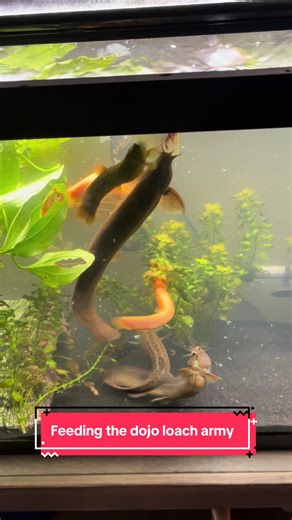Trying to use the slow feeder with the dojo loaches… doesn’t seem to slow them down 😅 at all #dojoloach #aquarium #freshwater #feeding #fy