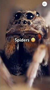 You’ve been taught to fear spiders—but these facts might completely change your mind 🕷️