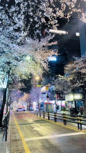 和续约的大雨一起来的还有那天晚上的樱花雨浪漫的要掉眼泪了#樱花 #韩国樱花 #seventeen #seventeen续约 #夜樱