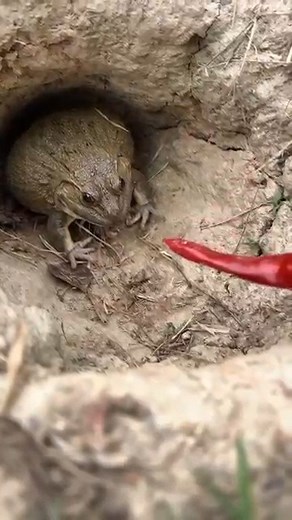 846K views · 2.9K reactions | Video funny frog 藍 . . . . . #frog #nature #amphibian #frogs #wildlife #frogsofinstagram #photography #naturephotography #poisondartfrog #dartfrog #animals #treefrog #wildlifephotography #frogforestdesigns #art #amphibians #florida #animal #toad #exoticpets #amphibiansofinstagram #love #outdoors #herpetology #travel #green #fishing #naturelovers #reptile #beautifullife | VideosFrog TV | Facebook