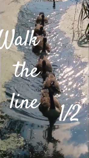 Walk the line 1/2 Canadian geese line up to swim under the bridge