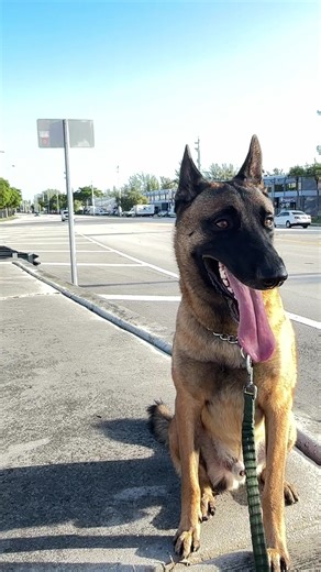 Julio Robles (@perrorobles)’s videos with sonido original - David Álvarez 🇨🇴