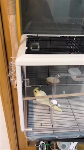 Discover Adorable Birds: Lovebirds and Cockatiels