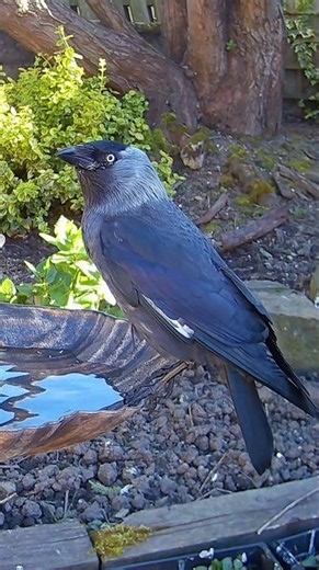 Water is so important to birds, especially when it’s so hot!