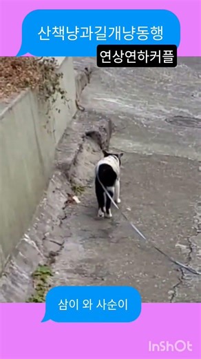 집고양이길고양이함께하는산책시간#고양이 #재미로고양이 #산책냥이 #cat