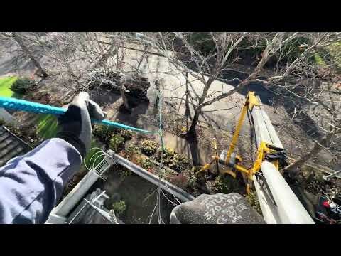 Zip Line Tree Removal and other Arborist Techniques ￼